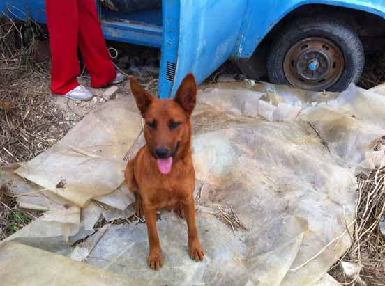 Η «Οδύσσεια» μια σκυλίτσας που μια δασκάλα έσωσε στις Άνω Αρχάνες Ηρακλείου Κρήτης